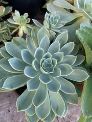 Drought Tolerant Succulent Plant Varieties