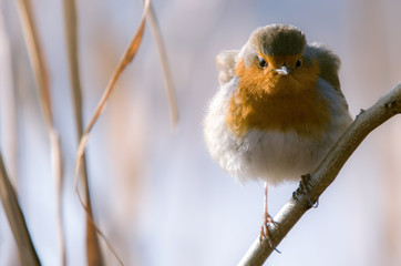 robin on a branch