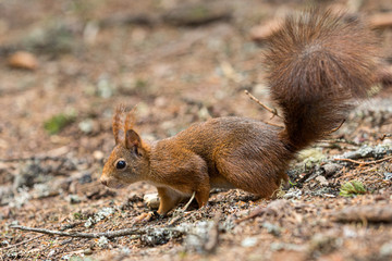 Europäisches Eichhörnchen (Sciurus vulgaris)
