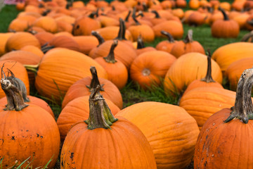 Several large orange pumpkins in the grass on a farm for sale.