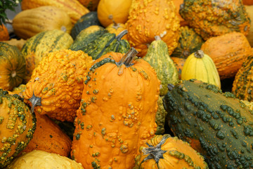pumpkin harvest in autumn season