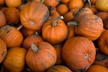 Several large orange pumpkins with long stems freshly picked at the farm