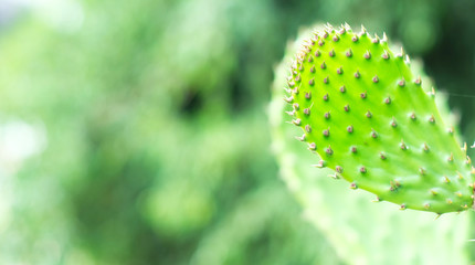 Beautiful translucent green opuntia cactus plant leaf (Opuntia ficus-indica).