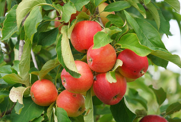 red apples on the tree in harvest season