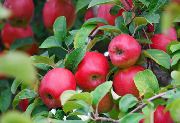 red apples on the tree in harvest season