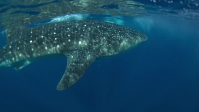 Whale shark  (Rhincodon typus), Yucatan peninsula, Mexico.