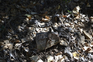 lizard on rock