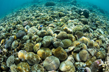 Mushroom corals thrive on the shallow seafloor in Indonesia. This region harbors the most biodiverse reefs on Earth.