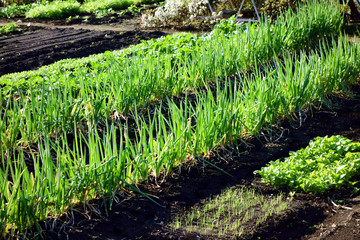 早朝の朝日に輝くネギ畑
