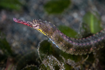 A reef-top pipefish slithers across the seafloor of a seagrass meadow in Indonesia. These beautiful fish are distantly related to seahorses.