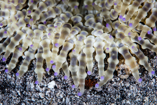 Detail of the tentacles of a Beaded anemone, Heteractis aurora, growing on a sandy seafloor in Indonesia. This anemone is often host to anemonefish.