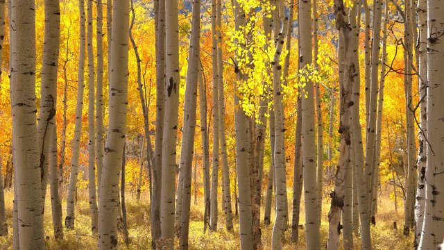 View of colorful aspen tree forest durning peak Fall colors as leaves move in slow motion in the breeze in the La Sal Mountains in Utah.