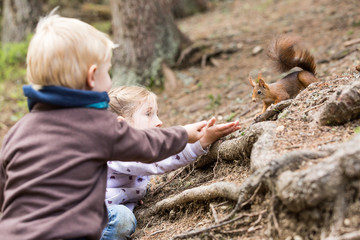 Kinder füttern Eichhörnchen, Europäisches Eichhörnchen (Sciurus vulgaris)