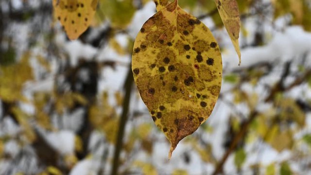 Macro photo closeup of decaying yellow autumn leaves blowing lightly in the wind with a snowy background.  The leaves are from a Trembling Aspin.