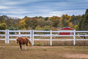 Naklejka premium Brown pony with blond mane stands next to white picket fence and red barn surrounded by fall foliage on a sunny afternoon