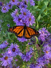 butterfly on flower