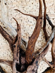 trunk of a tree