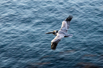 Pelican Flies Above Ocean
