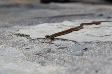 Cobra no parque de Conceição de Ibitipoca 