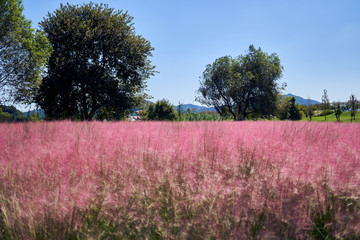 A view of pink muhly field at Sunchonman National Garden in South Korea.