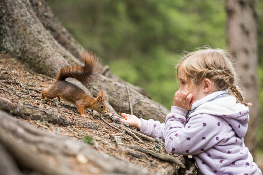 M&auml;dchen f&uuml;ttert Eichh&ouml;rnchen mit einer Haselnuss, Europ&auml;isches Eichh&ouml;rnchen (Sciurus vulgaris)
