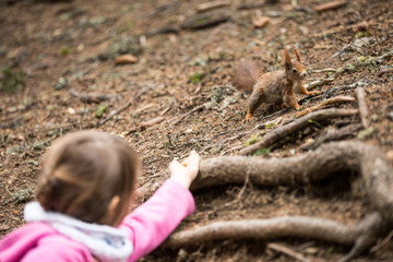 Mädchen füttert Eichhörnchen mit einer Haselnuss, Europäisches Eichhörnchen (Sciurus vulgaris)