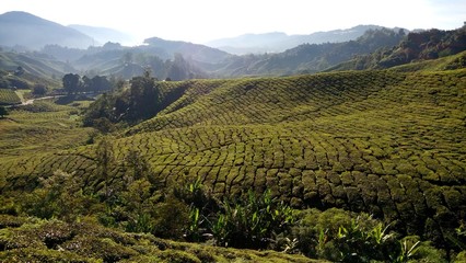 view of tea plantation at Cameron Highlands, Malaysia