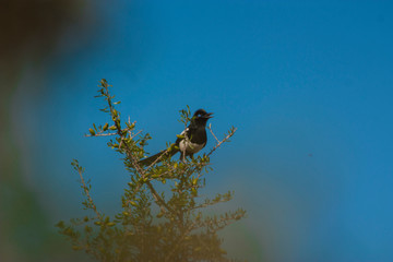 the magpie bird on the moroccan argan trees