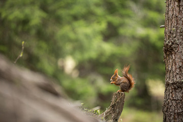 Europäisches Eichhörnchen (Sciurus vulgaris), sitzt auf Aststumpf und frisst