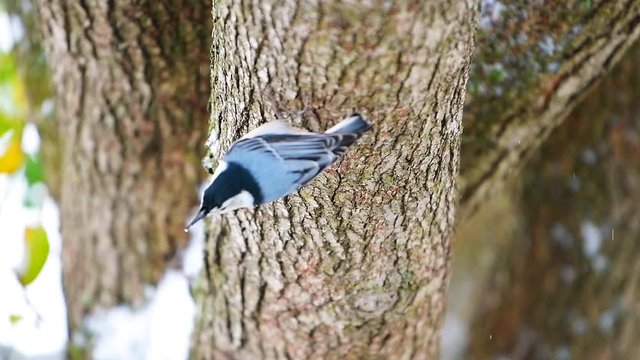 Closeup high angle of white-breasted nuthatch bird on tree trunk during winter snow snowing falling in Virginia 