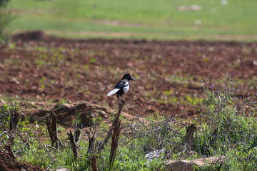 the magpie bird in a cultivated field