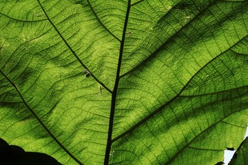 Fototapeta na wymiar Green leaf pattern texture backgrounds