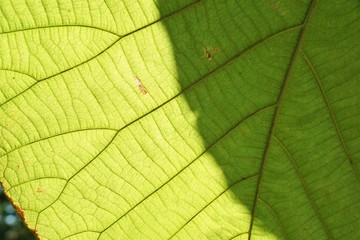 Obraz na płótnie Canvas Green leaf pattern texture backgrounds
