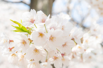 Fototapeta premium Cherry blossoms in full boom, Tokyo, Japan