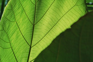 Fototapeta na wymiar Green leaf pattern texture backgrounds
