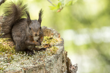 Europäisches Eichhörnchen (Sciurus vulgaris), sitzt auf einem alten Baumstumpf