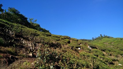 Fototapeta na wymiar morning view of tea plantation at Cameron Highlands, Malaysia