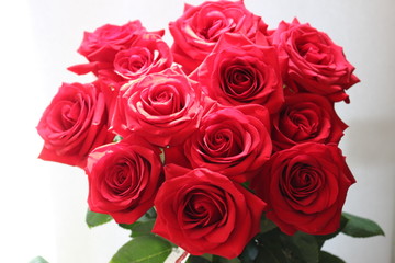 Beautiful red roses