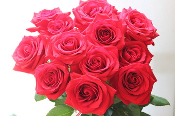 Beautiful red roses