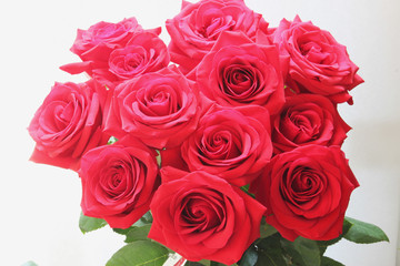 Beautiful red roses