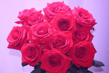 Beautiful red roses