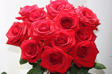 Beautiful red roses