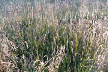 Nature grass field background in The Qilian Mountain Scenic Area Mount Drow in Qinghai China.