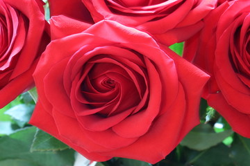 Beautiful red roses