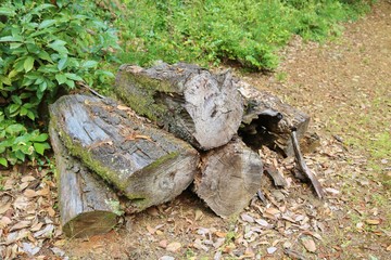 丸太　木　朽木　森　杤木