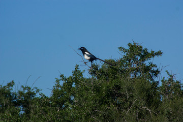 the magpie bird on the moroccan argan trees