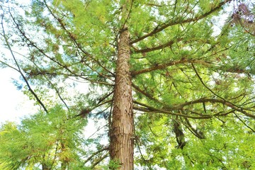 木　森　風景　秋　杤木