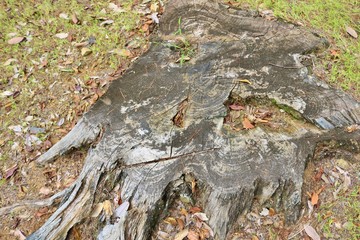 朽木　切り株　森　秋　風景　杤木