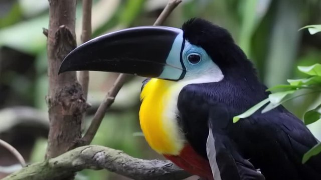 extreme close up of a lovely colorful Toucan sitting in a bark of a tree, magnificent 
