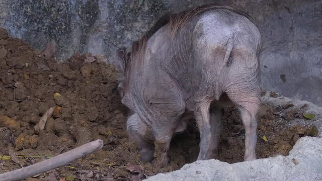 A Desert Warthog (Phacochoerus aethiopicus) is digging the soil with its head.
